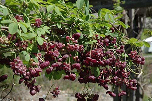 seedsown Paquet de 100 graines, graines Banana Poivron (Capsicum annuum)