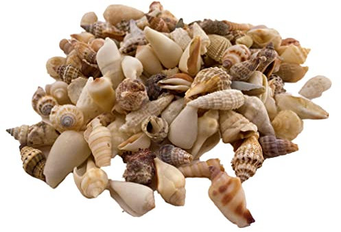 Sea shells large | 500 grams bag (over 30 pieces) | Beach shells | Seashells | Natural crafts