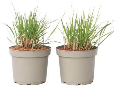 Plant in a Box - Panicum virgatum 'Heavy Metal' - Juego de 2 - Hierba dedo - Hierba ornamental - Planta de jardín - ⌀ 23 cm - Altura 40-60 cm