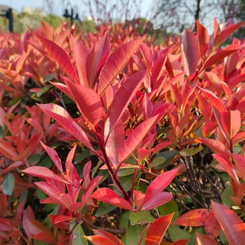 Semillas de Photinia red robin - seto - decoración otoño Semillas petirrojo rojo interior setos arbustos rápido crecimiento perennes resistentes 600pcs