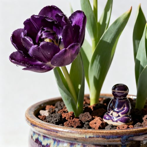 Tulipanes Bulbos/Tulipán perenne-Decoración de jardín/Perenne/Crean un hermoso jardín.-4 Rhizomes-A
