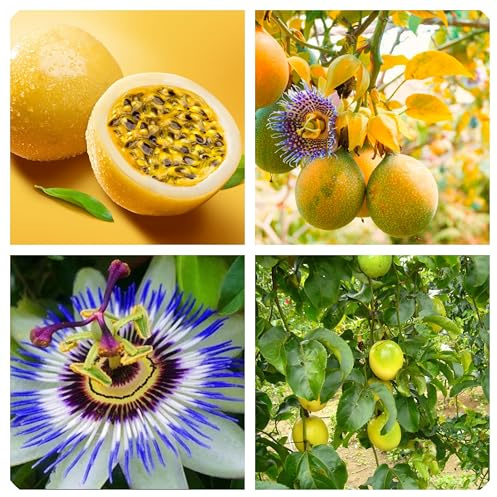 Semi di Frutto della Passione, Pianta Rampicante Tropicale, Maracuja Giallo, Confezione 15 Semi