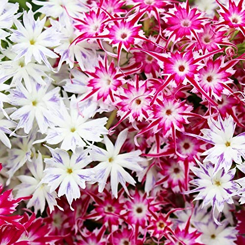 Drummond de phlox Twinkle étoiles Graines Phlox Drummonda Japon Nana