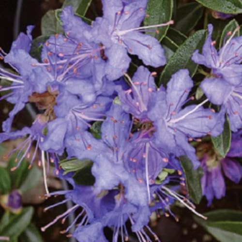 Rhododendron 'Night Sky' – Compact Dwarf Blue Rhododendron with Dark Blue Flowers, Ideal for Shade and Containers - 2X 3 Litre Potted Plants by Thompson & Morgan