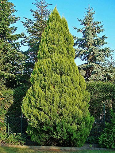 150 Graines de Cyprès de Lawson (Chamaecyparis Lawsoniana)