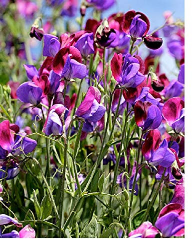 PREMIER SEEDS DIRECT - Sweet Pea Seeds - Old Spice CUPANI - 40 Finest Seeds