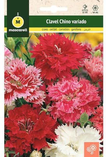 Mascarell Semillas, CLAVEL CHINO VARIADO, Semillas Flores Exterior para Decoración, 1 Gramos