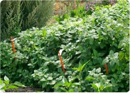 3000 Seeds of Herb Lemon Balm Melissa Officinalis