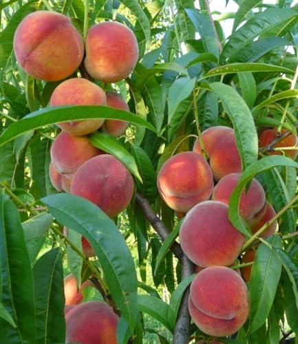 BALDUR Garten Pfirsich 'Majorita®',1 Pflanze,Sehr robuste Neuzüchtung,Süß-saftige, aromatische Pfirsiche,Üppige und regelmäßige Ernte,Prunus persica,mehrjährig