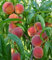 BALDUR Garten Pfirsich 'Majorita®',1 Pflanze,Sehr robuste Neuzüchtung,Süß-saftige, aromatische Pfirsiche,Üppige und regelmäßige Ernte,Prunus persica,mehrjährig