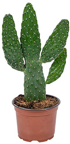 Bloomique - Opuntia Rubescens - Cactus Raquette 'Road Kill' - Cactus d’intérieur - 20-30 cm de Haut - Pot 12 cm