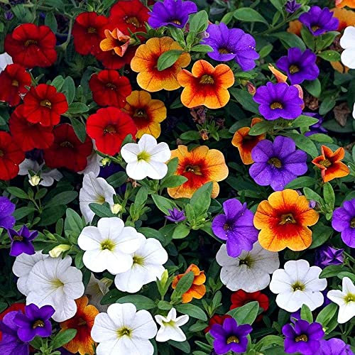 200 Pezzi Di Petunia Semi Misti Esotici Fiori Ornamentali Perenni Fiori Colorati Decorano Il Cortile Del Giardino Creano Bellissimi Paesaggi Di Giardinaggio