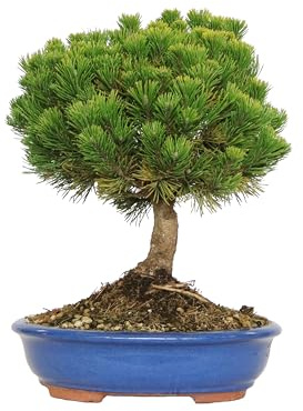KENTIS - Bonsai di Pino Mugo - Pinus Mugo Mughus - Piante Vere da Esterno Ornamentali - Giardino Balcone Terrazzo - H 40/50 cm Vaso in Ceramica 30 cm