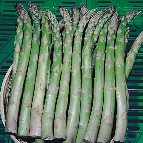 ASPARAGO MARY WASHINGTON NR.50 SEMI