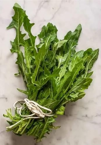 1000 Semi di Lattuga Catalogna, Lactuca Sativa, Cespo Rotondo Foglia Frastagliata, per Orto e Coltivazione in Vaso da Balcone catalog lettuce seeds