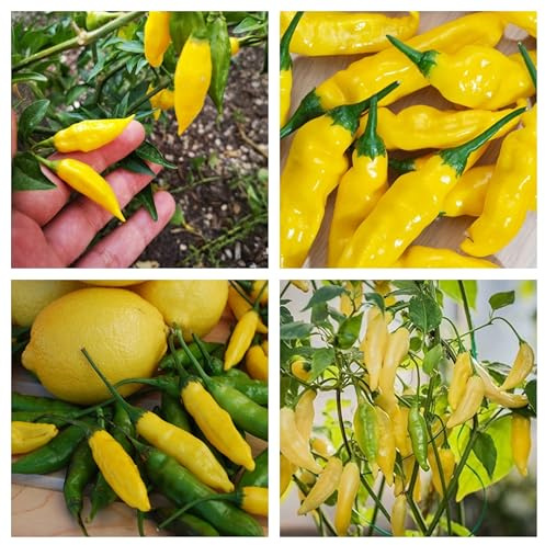 Semi di Peperoncino Aji Hot Lemon, Origine Ande, Piccantezza Bassa, Nota di Limone, Ideale per Pesce, 30 Semi