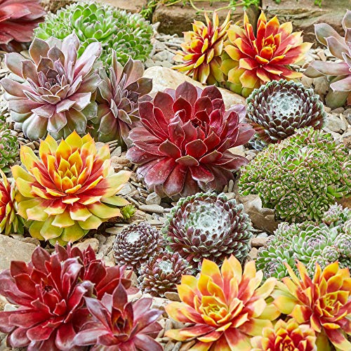 Sempervivum Mix - 6 Plants | Hens & Chicks | Evergreen Outdoor Potted Succulents