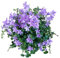 Campanula de Sol Planta de Exterior con Alta Resistencia y Belleza Única