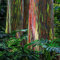 500 Seeds Regenbogen Eukalyptus Samen Eukalyptus Pflanze Samen Winterhart Eukalyptus Baum Eukalyptusbaum Pflanzensamen Winterharte Pflanzen Für Garten Geschenk