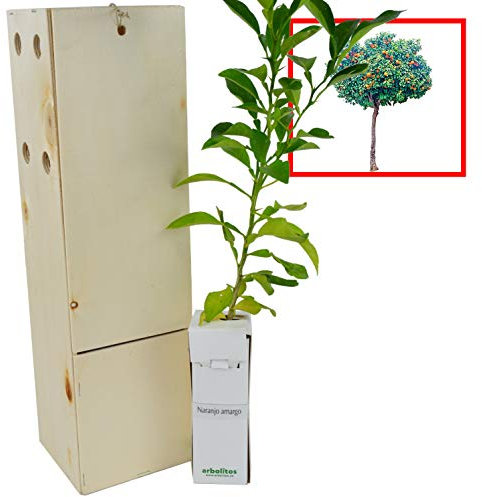 Oranger Amer ou Bigaradier– Arbre Fruitier Harmonieux – Croissance Rapide et Agrumes Parfumés - Jeune Pousse de 30 cm Reçue dans une Caisse en Bois Réutilisable - 1 Unité