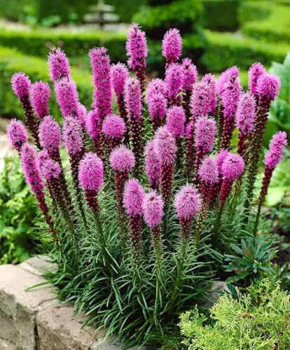 50 Kansas fjäderfrön (Liatris Spicata) lila ros - SemiSauvage Permaculture