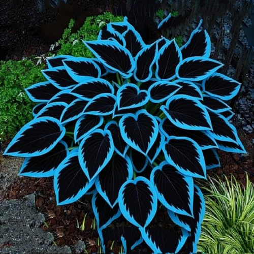 Midnight Blue Hosta, resistente al freddo e alla siccità: una selezione di hosta adatte per decorare giardini e balconi.-6bulbi-a
