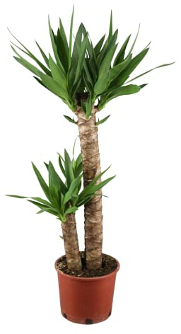 Planta Interior Yuca con Dos Troncos Yucca Natural
