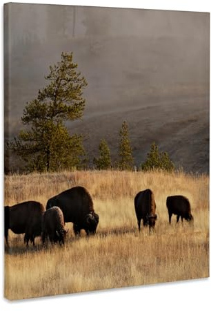 3dRose Herd of Bison in Upper Geyser Basin, Yellowstone NP, Wyoming Museum Grade Canvas Wrap 16x20