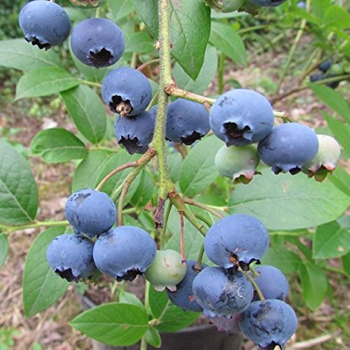 Heidelbeere `Ama´, bodentolerante Frühsorte, Vaccinum corymbosum, 40-60cm im 3L-Topf