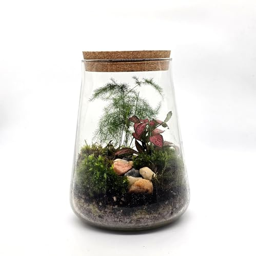 DIY Closed Terrarium Kit with 1.8L Glass Jar – Complete Terrarium Set with Cork Lid, Moss, LECA, Soil & Decorative Stones