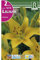 BULBO LILIUM AMARILLO CON PUNTOS ROJOS - AZUCENA - LIRIO DREAMLAND - 2 UD.
