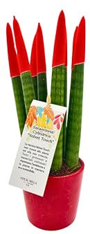 I GIARDINI DI GIULIA - Sansevieria Cylindrica punte di velluto in vaso di ceramica colorato diametro 12 cm. altezza 35 cm, pianta vera (Rosso)