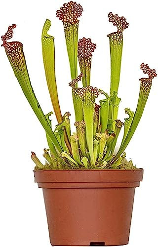 Sarracenia Antimosquitos Natural - Planta Carnívora Resistente