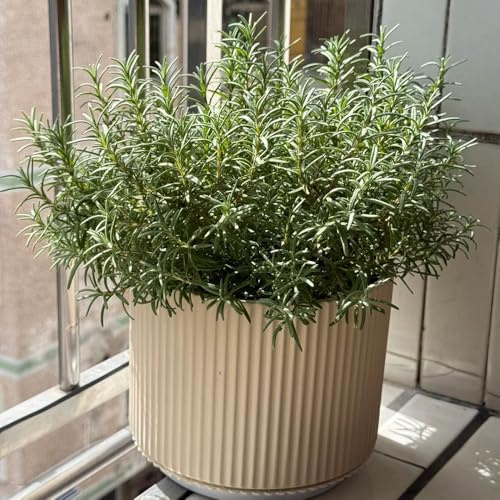 semi di rosmarino resistente all'inverno - biologici, esotiche, per balcone 600pcs