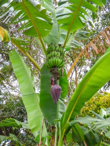 SAMEN Die wilde Banane Der Bananenbaum als Haus- und Gartenpalme, immergrüne Struktur