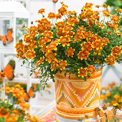 Ultrey Seed House - Bidens Seeds Goldmarie Bidentate Golden Eye Drill Marigold Flower Garden Bonsai Seeds Sea of Flowers for Gardening Beds/Meadows