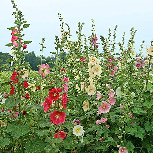 Stockrose Single Mix - 110 Semi - Alcea Ficifolia - Fiore Alto perenne - NPWS