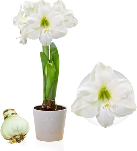 Bulbo Amaryllis White Passion, 1 bulbo di grandi dimensioni 26/30, Bulbi, piante e fiori esclusivi dall'Olanda, bulbi Hippeastrum autentici (senza semi, non in cera e non artificiali)