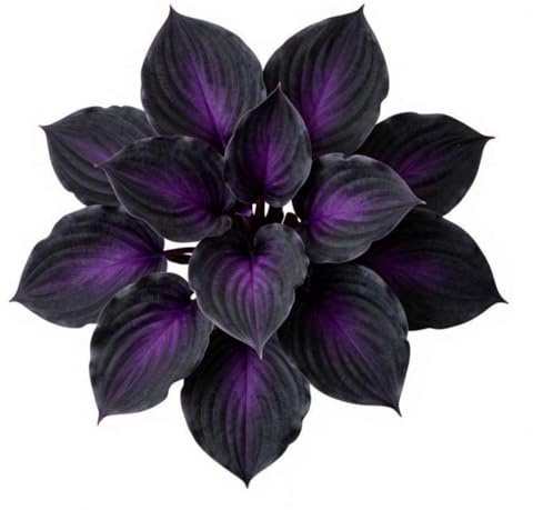 Black Magic Hosta Perenne, exuberante follaje para bordes de jardín sombreados, tonos variados mixtos (perenne resistente, excelente pantalla), 4 bombillas-F