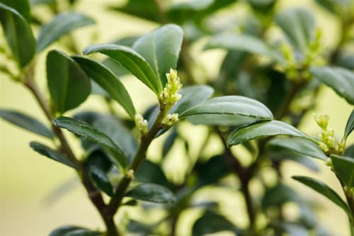 Ilex crenata 'Dark Green' 9x9 cm Topf – Winterhart, Immergrün, Mehrjährig – Japanische Stechpalme – Heckenpflanze für Garten & Sichtschutz