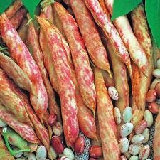 Risala Lot de 45 graines de haricot français Borlotto Lingua di Fuoco 2