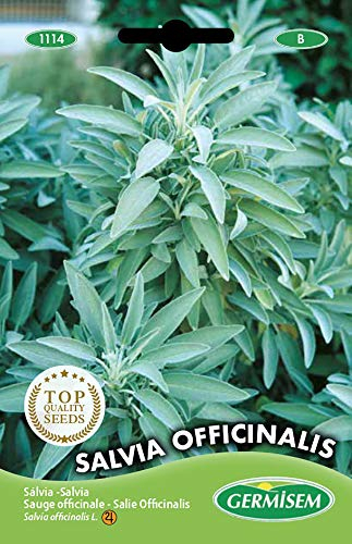 Germisem Salbei SALVIA OFFICINALIS, mehrfarbig, EC1114