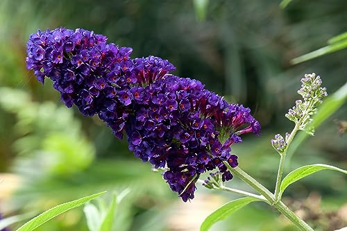 Sommerflieder Black Knight 40–60 cm im Topf | 1x Buddleja davidii Flieder| Blühender Schmetterlingsstrauch tiefviolett & bienenfreundlich | winterhart & sofort pflanzbar