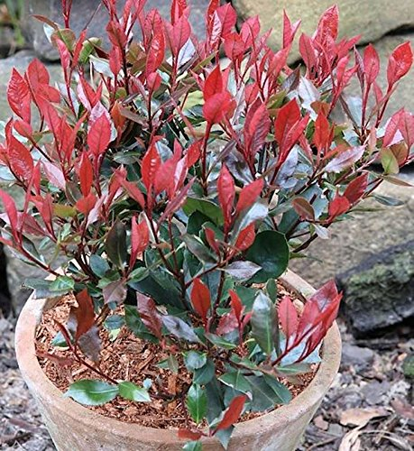 Glanzmispel Little Red Robin 30-40cm - Photinia fraseri