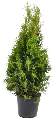 Thuja occidentalis Smaragd 80-100 cm – Immergrüner Lebensbaum, Dichter Wuchs, Pflegeleicht & Frosthart – Ideal als Heckenpflanze im Topf – Ganzjährig pflanzbar für Sichtschutz & Gartenbegrünung
