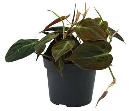 Philodendron Micans – Ø 12 cm – 15 cm
