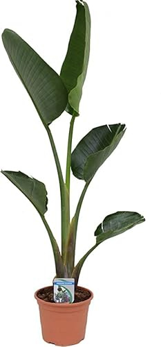 Strelitzia Augusta Planta de Interior Natural Decoración del Hogar