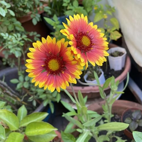 50 pcs Kokardenblume Pflanze Samen - samen blumen blumensamen geschenk Gaillardia Samen - samen blumen, balkonpflanzen blumenwiese samen mehrjährig gartensamen bonsai samen herbs stauden
