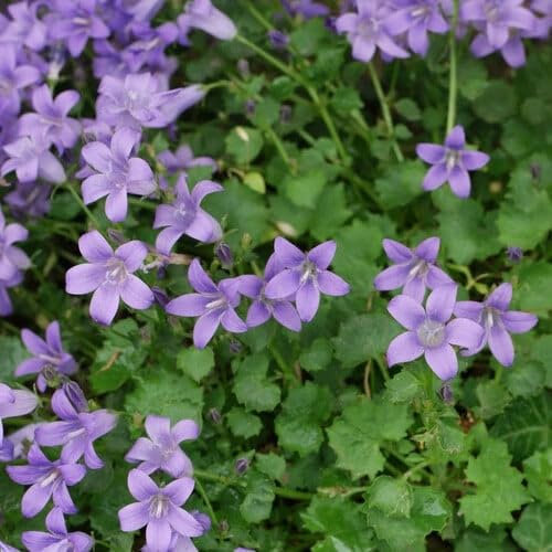 Plant World Seeds - Campanula Portenschlagiana Seeds (Perennial Flower Seeds)