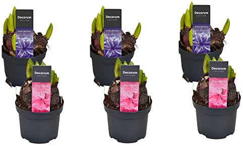 Set de 6 Flores de Jardín en Bulbo Hyacinthus Orientalis Bulbos de Jacinto